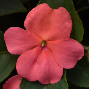 Impatiens Beacon Coral 48 plants per tray (Reg. 39.92)